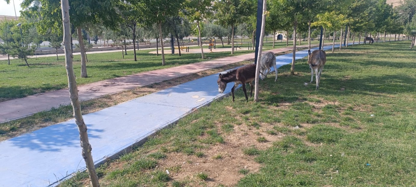 2 Ay Sonra Sürpriz Dönüş: Kayıp Eşek 3 Yeni Arkadaşıyla Eve Döndü