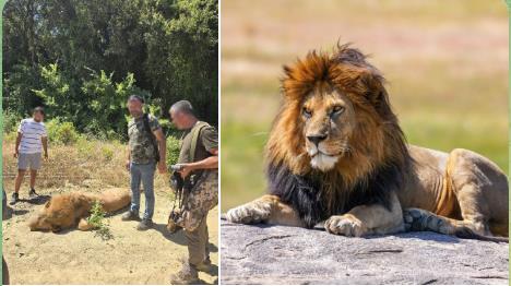 Kaçan Aslan Dehşeti! Görevlilerin Fotoğrafı Tepki Çekti
