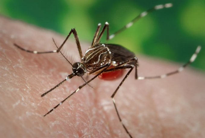 Dünya Sağlık Örgütü’nden Chikungunya Virüsü Uyarısı: Küresel Salgın Kapıda mı?