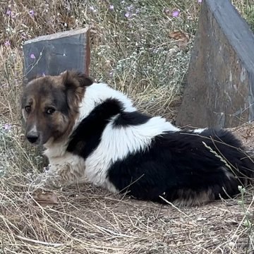 Sadakatin Böylesi: Sahibinin Mezarını 10 Gündür Terk Etmiyor