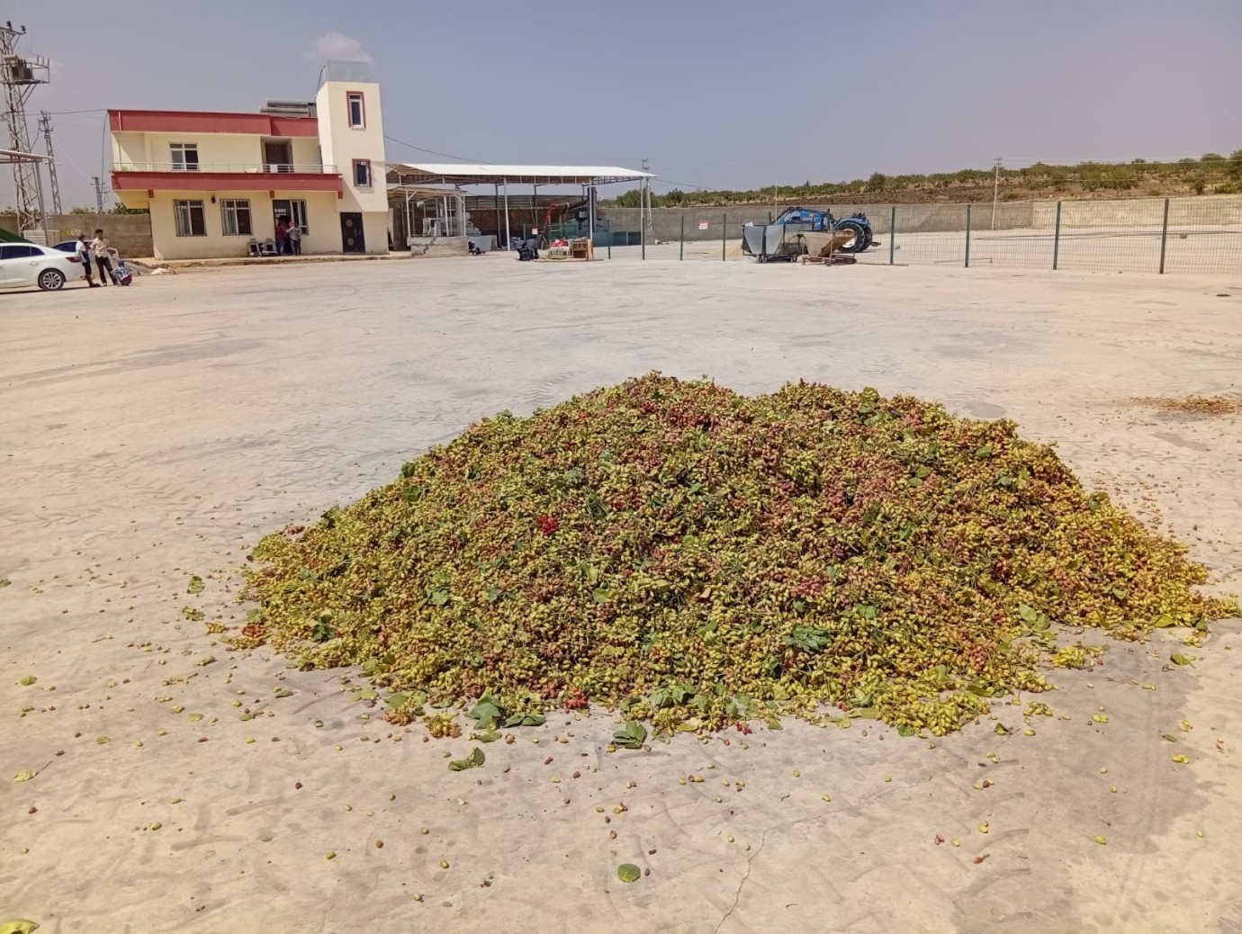 Düşük Rekolteli Urfa Fıstığı Fiyatta Rekor Kırabilir