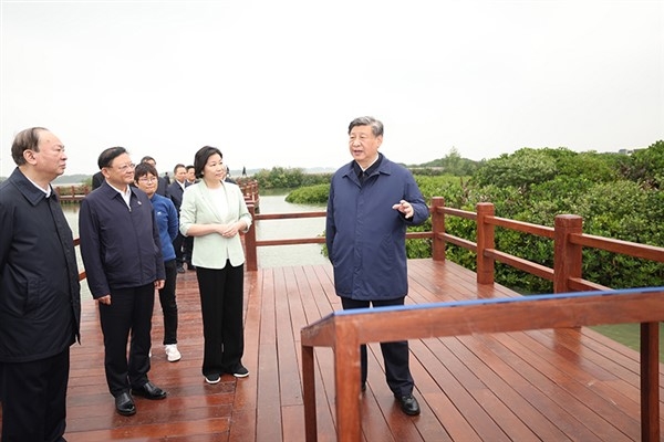 Çin’in Zhanjiang Mangrov Ormanları ve Saihanba orman alanı