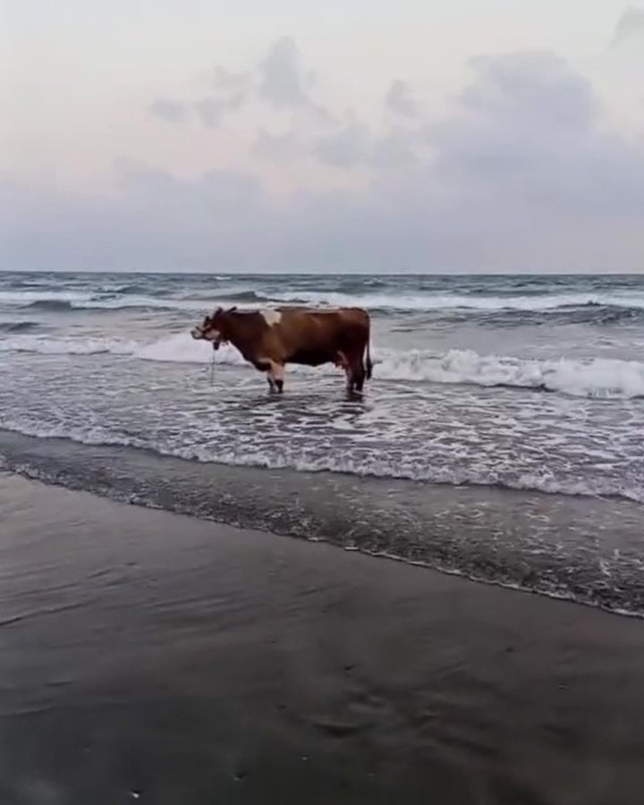 Hatay’da Sıcaktan Bunalan İnek Denize Girdi