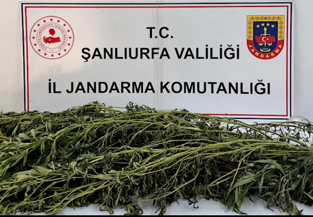 Şanlıurfa’da Jandarmadan Uyuşturucu Operasyonları: 42 Şüpheliye Adli İşlem