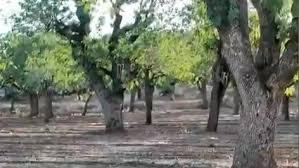 Türkiye’nin En Eski ve En Yaşlı Fıstık Bahçeleri Şanlıurfa Esemkulu’da
