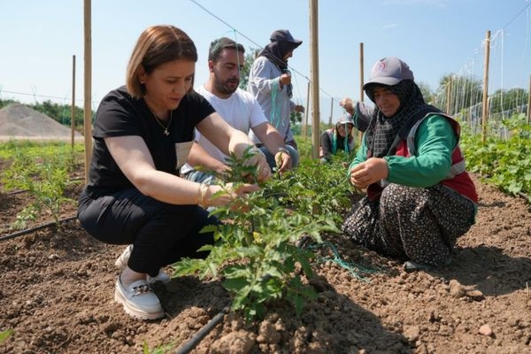 Tarım Akademisi'nde 50 bin ata tohumu üretildi