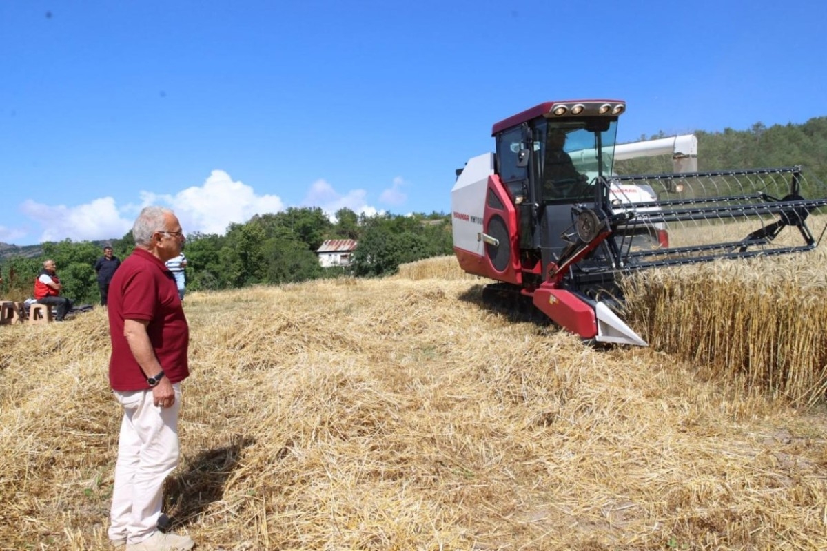 Ordu’da Buğday Hasadında Yeni Dönem: Paletli Biçerdöver Tarlada