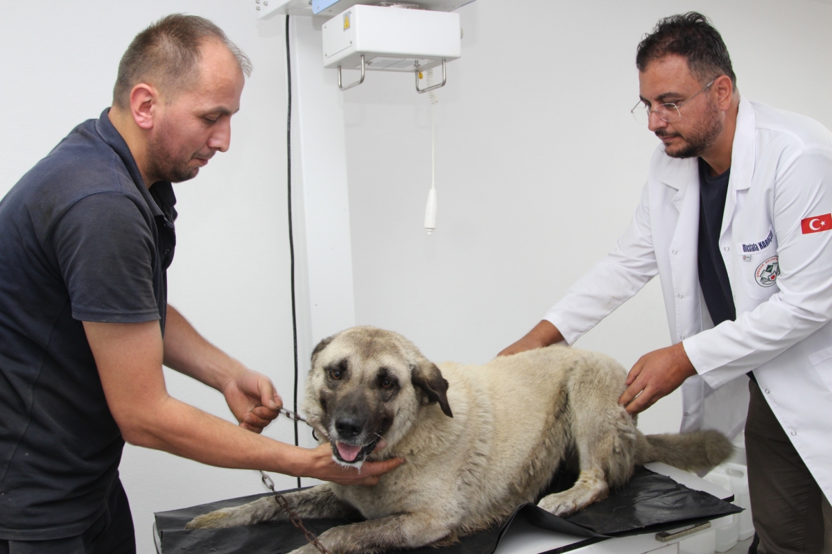 Giresun’da aracın üzerinden geçtiği yaralı köpek tedavi altına alındı