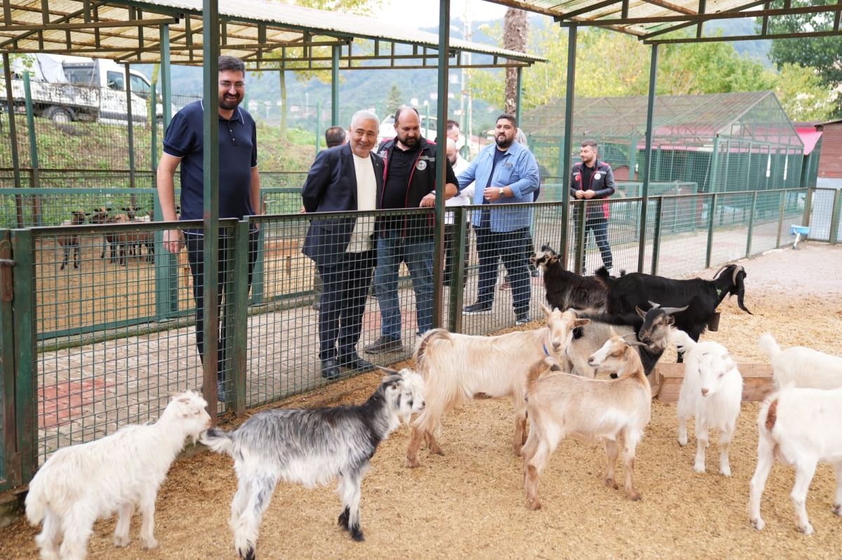 Giresun’da hayvan barınağı ve hayvanat bahçesinde çalışmalar incelendi