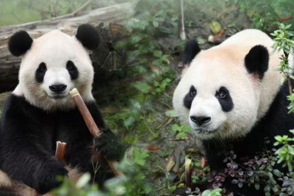 Pingping ve Fushuang adlı iki dev panda ABD’ye ulaştı