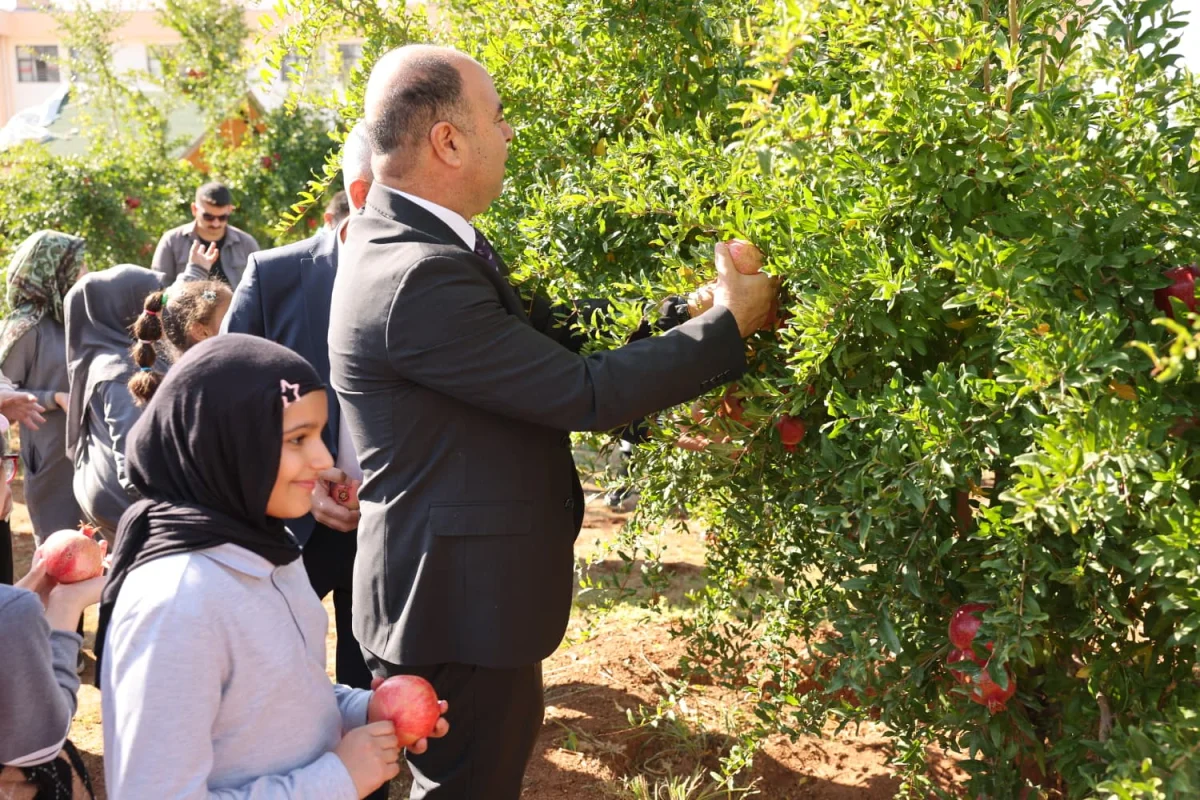 KARAKÖPRÜ’DE 2. NAR FESTİVALİ ÖNCESİ HASAT HEYECANI