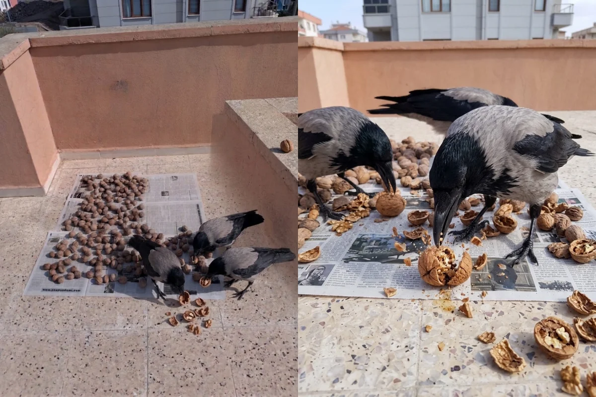 Şanlıurfa’da Kahramanmaraş’tan Gelen Cevizler Buhar Oldu: Hırsızlığın Altından Karga Çıktı!