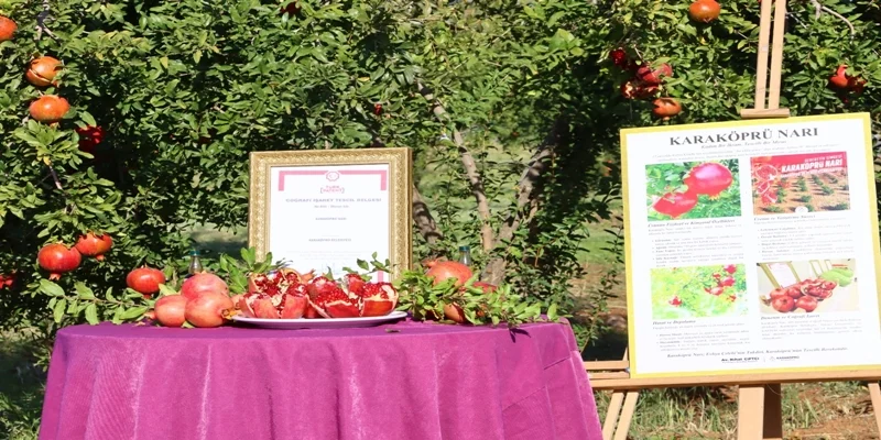 KARAKÖPRÜ’DE 2. NAR FESTİVALİ HEYECANI YAŞANACAK