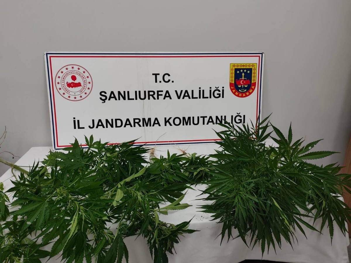 Şanlıurfa'da Narkotik Operasyonu: Kenevir ve Uyuşturucu Madde Ele Geçirildi