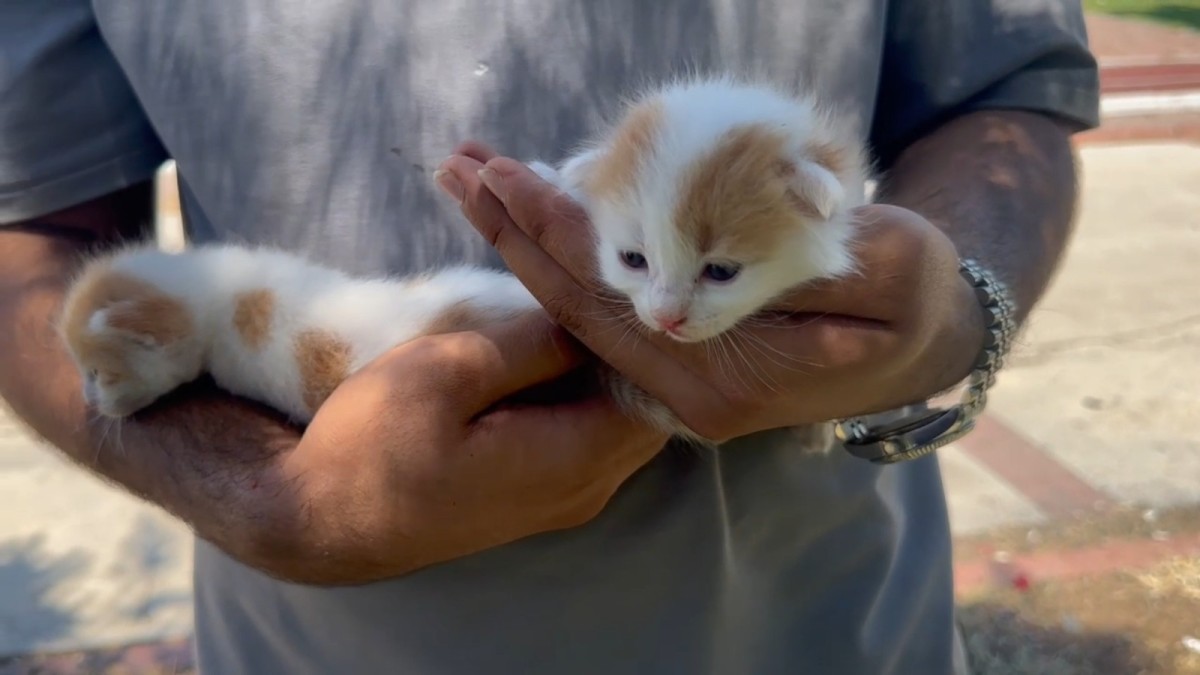 Şanlıurfa'da Sokak Kedileri İçin 12 Kedi Evi Hizmete Açıldı